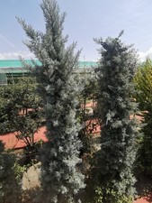 100 Samen Blaue Arizona-Zypresse - Cupressus arizonica - Glauca