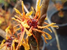 Hamamelis intermedia Aphrodite