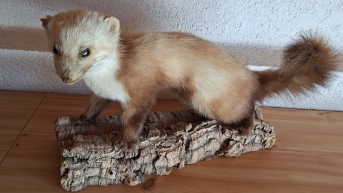 Marder tierpräparat - tierpräparat, /