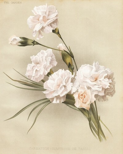 Nelke carnation comtesse - nelke, de