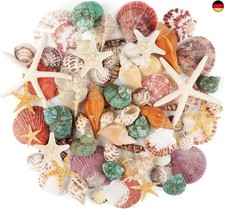 Jangostor Meeresmuscheln