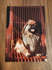 ? PEKING PALAST HUND PEKINGESE PEKINESE ? alte Hundepostkarte Edition Deriaz