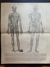 antike Grafik Medizin/Anatomie: Die Muskeln des Menschen 1900