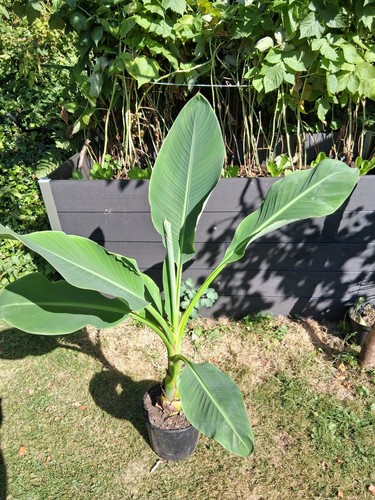 Golden lotus banane musella - lotus, (musella