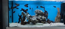 aquarium komplett mit unterschrank gebraucht