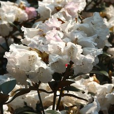 Großblumige Rhododendron