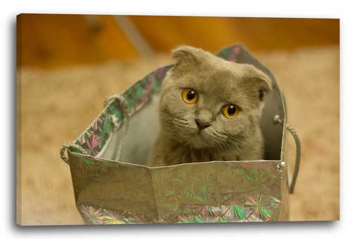 Wandbild katzenbaby - wandbild,