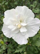 Riesen Hibiskus Weiß gefüllt  10 Samen