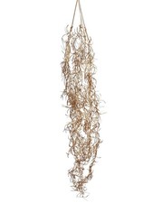 artplants Kunst Tillandsia