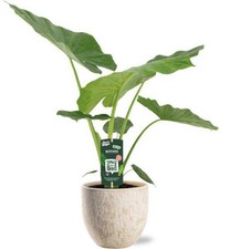 Alocasia Macrorrhiza -