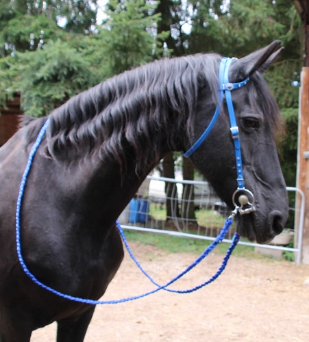 Tolle einohrtrense mit - einohrtrense,