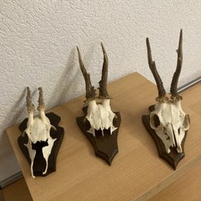 3 Stück Rehgeweihe auf