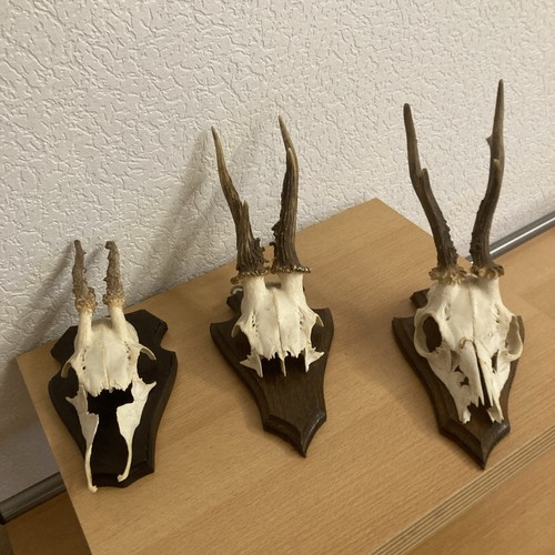 Stück rehgeweihe auf - 3,