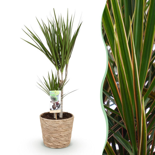 Zimmerpflanzen dracaena - zimmerpflanzen,