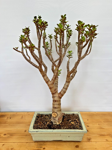 Zimmerbonsai geldbaum crassula - geldbaum,