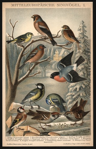 Lithographie anno 1896 - ,