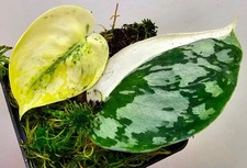 Sehr schöne scindapsus - sehr, pictus