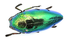 Buprestidae sternocera - buprestidae,,
