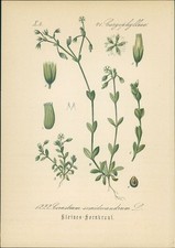 Chromolithographie kleines - chromolithographie, :