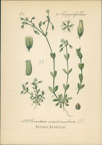 Chromolithographie kleines - :,