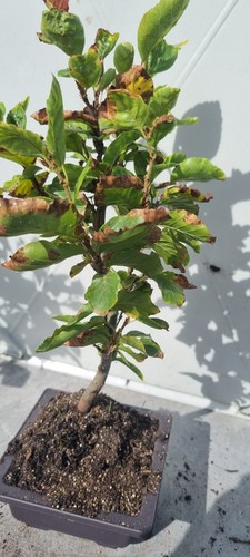 Bonsai buchenbaum fagus - ,,
