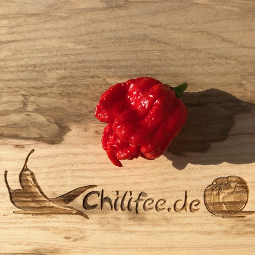 Carolina reaper 22b - carolina, chilli