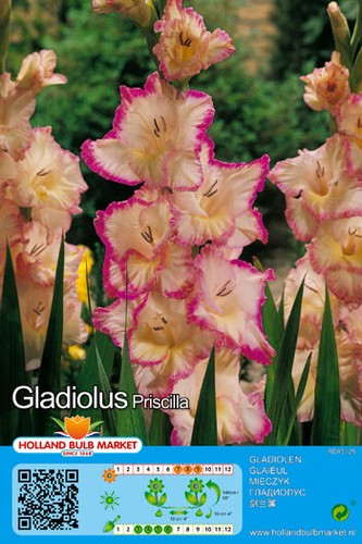Gladiolen - @,