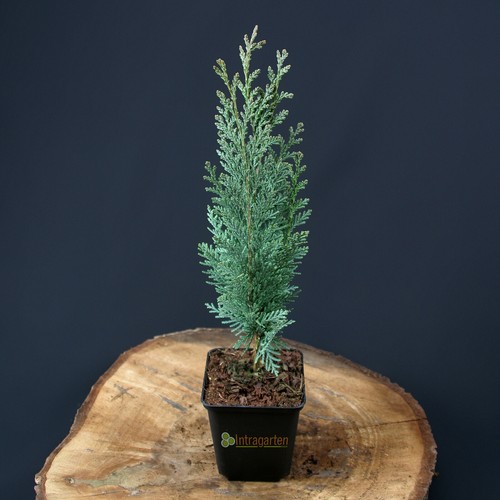 Chamaecyparis lawsonia - chamaecyparis,
