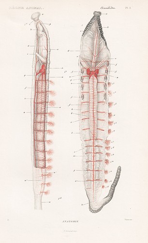 Wattwurm wurm würmer - würmer, worms