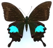 PAPILIO PARIS DEMPO FEMALE FROM MT. DEMPO, SUMATRA