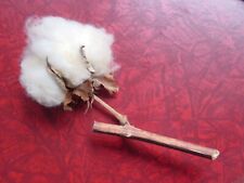 2 Baumwollkapseln ---- Dekoration, Anschauungsmaterial Textilkunde Floristik