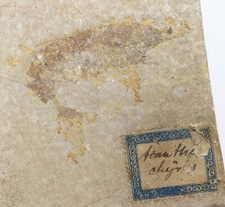 Schwimmkrebs, Acanthochirana