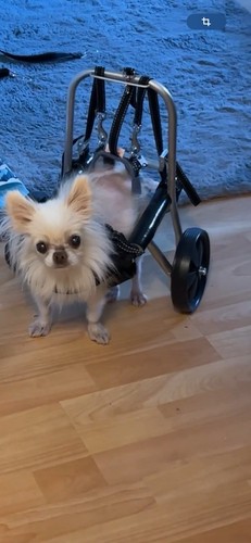 Hund rollstuhl hunderollwagen - hund,
