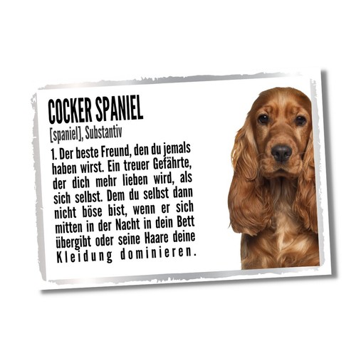 Cocker spaniel duden hund - cocker, 2