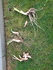 Iris   Schwertlilie,  STAUDE,  Winterhart