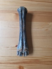 Megaloceros/Riesenhirsch -