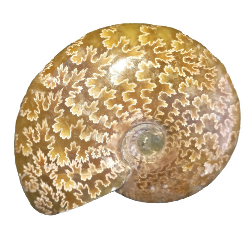 Cleoniceras poliert ammonit - cleoniceras,