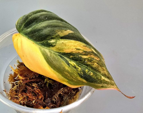 Sehr schöne philodendron - schöne,