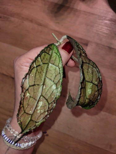 Hoya clemensorium - hoya,