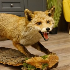 Fuchs Rotfuchs offener Fang
