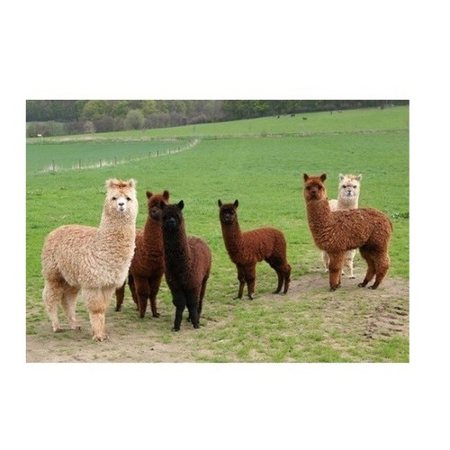 Magnet tiere alpaka - 3d,