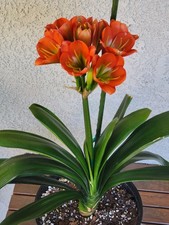 Clivia Seeds for Sale--Hattori