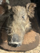 Wildschwein Wildschweinkopf