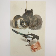 Kunstdruck "Drei Katzen im