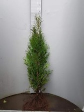  Thuja occidentalis 1st. 60 - 80cm Heckenpflanzen  Wurzelware Lebensbaum