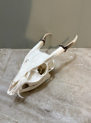 Muntjac bock hirschschädel - muntjac,