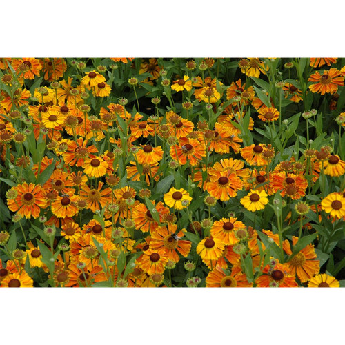 Helenium cult waltraud - helenium,