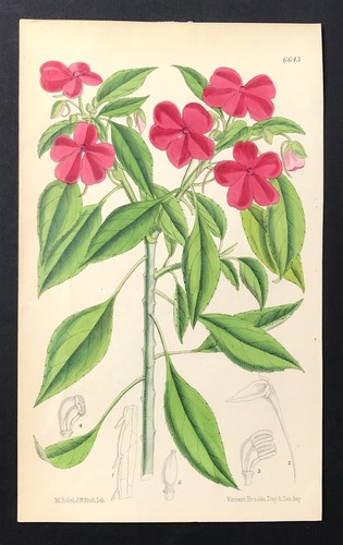 Busy lizzie flower impatiens - busy,