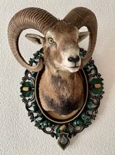 Mufflon Mufflonpräparat