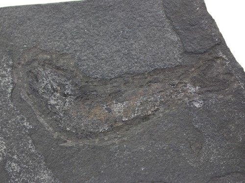 Fisch palaeoniscum perm - fisch,,